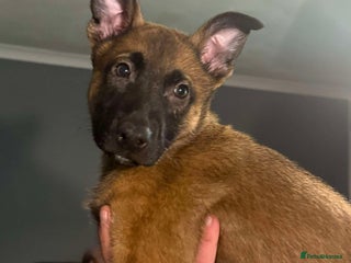 Belgian Shepherd Dog dogs 2 male puppies - Advert 7