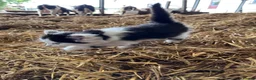Mixed Breed cats for sale: Beautiful farm kittens for sale.  - Advert 3