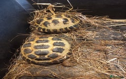 Tortoise reptiles for sale: breeding pair of Horsefield tortoises - Image 4