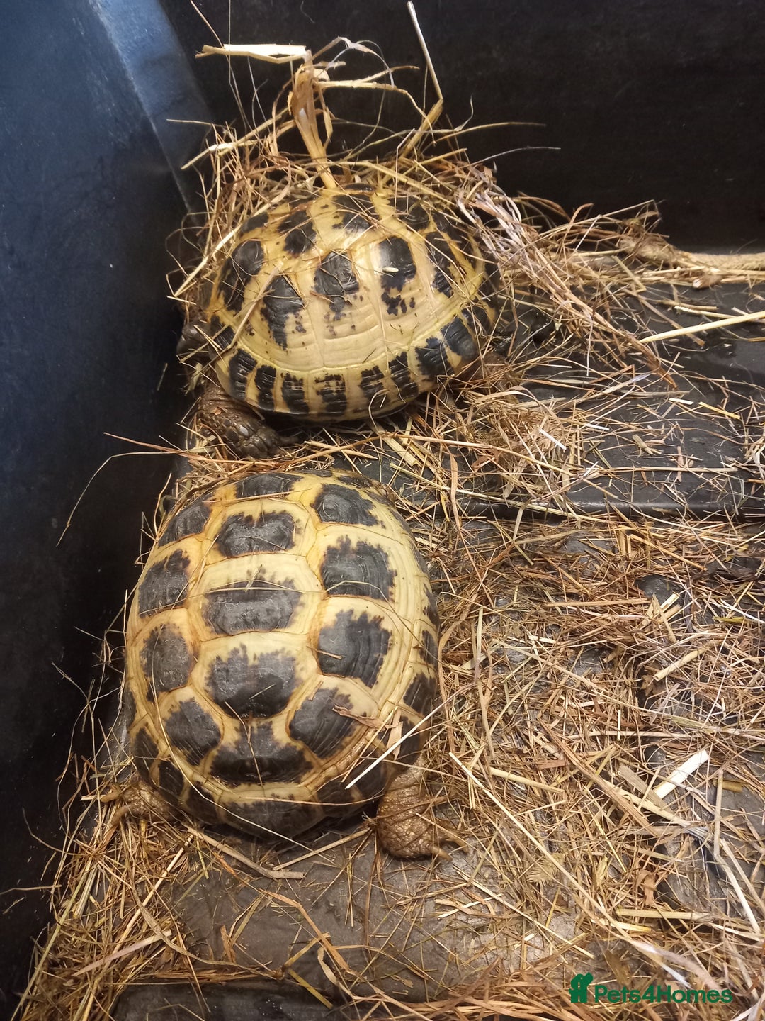 Tortoise reptiles for sale: breeding pair of Horsefield tortoises - Image 4