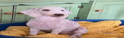 Bedlington Terrier dogs for sale: Bedlington Terrier puppies  - Advert 3