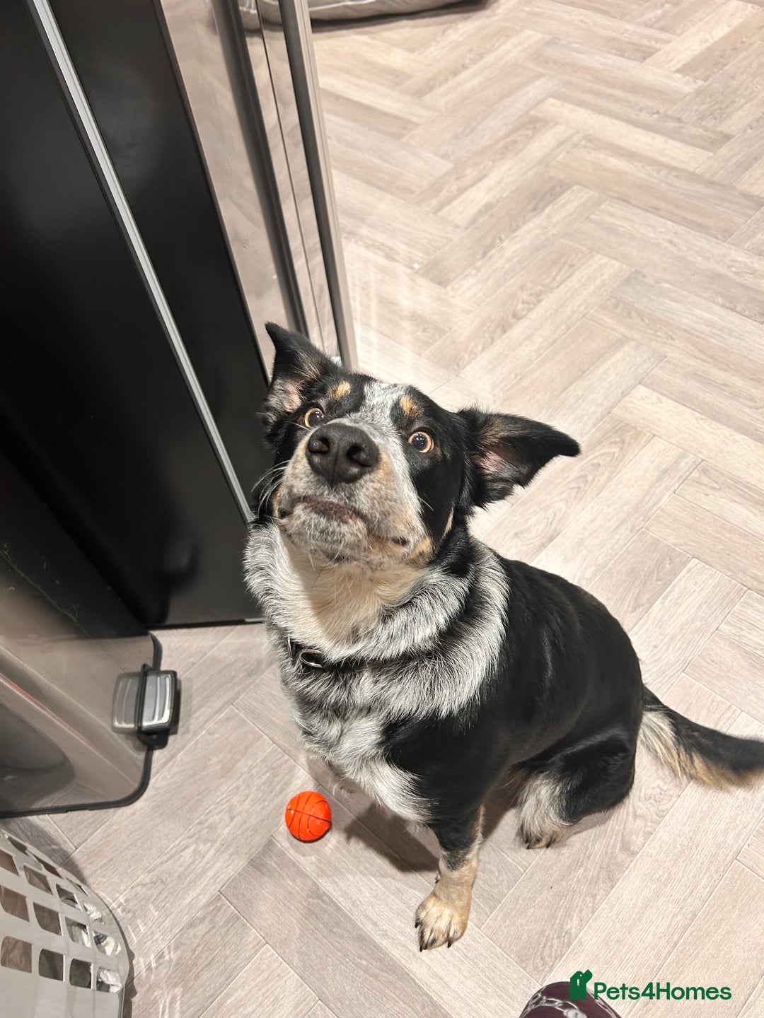 Border Collie dogs for sale: 11 month old border collie  - Advert 3