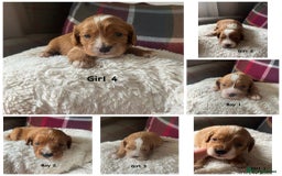 Cavapoo dogs for sale: For sale  F1 Cavapoos puppies 🐶  - Image 1