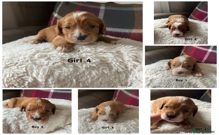 Cavapoo dogs - Advert 2