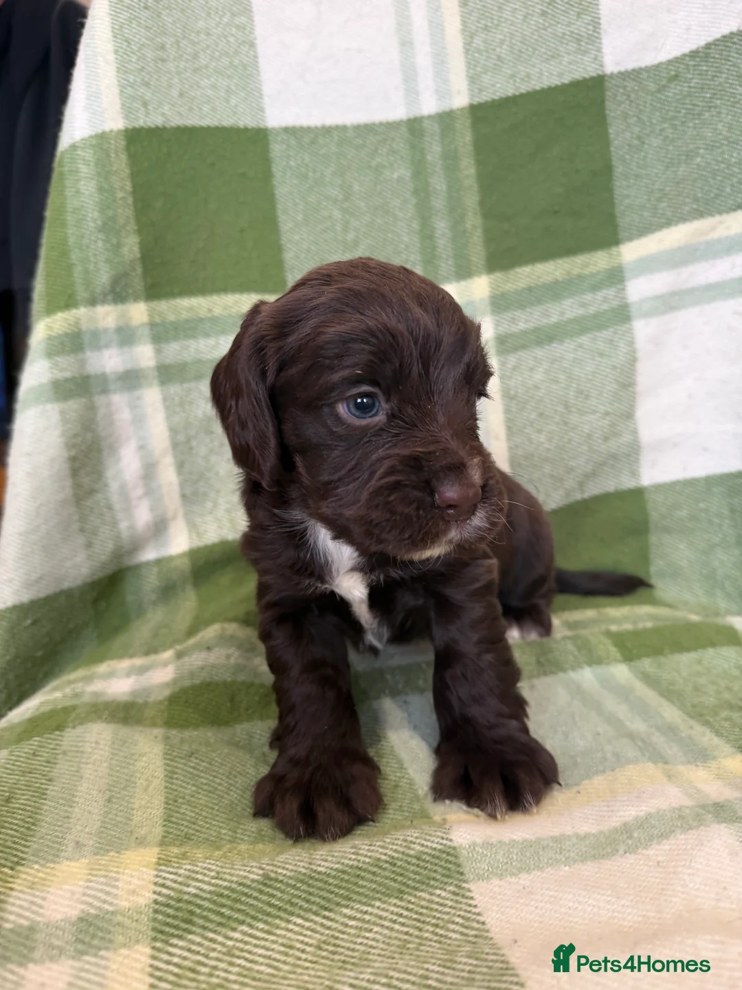 Cocker Spaniel dogs for sale: STUNNING COCKER SPANIELS - Advert 2