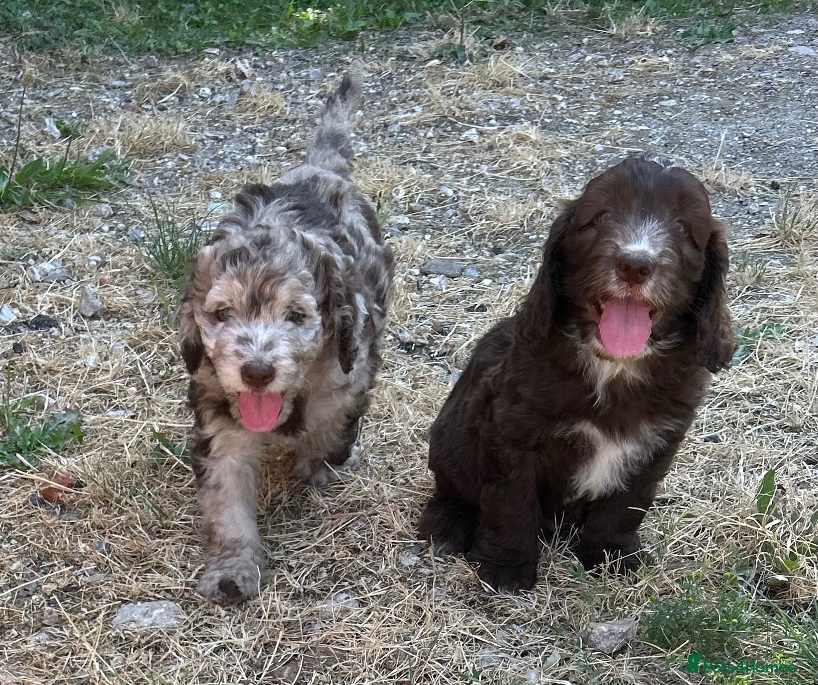 Cockapoo dogs Stunning cockapoo boys- 1 Merle 1 chocolate - Advert 4