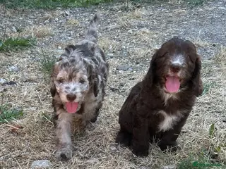 Cockapoo dogs Stunning cockapoo boys- 1 Merle 1 chocolate - Advert 2