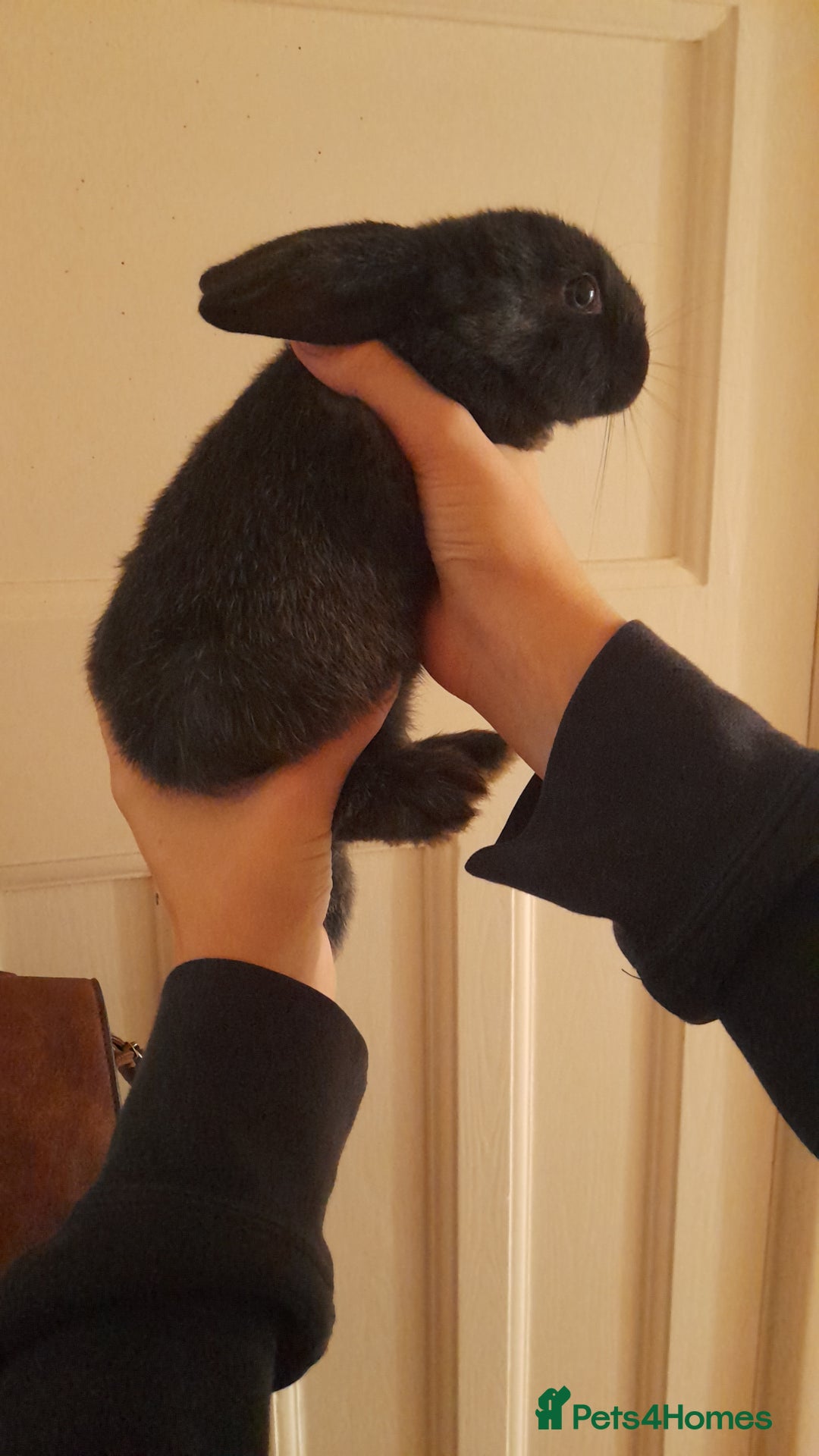 Havana rabbits for sale: 5 little bunnies for sale!! READY FOR COLLECTION - Image 10