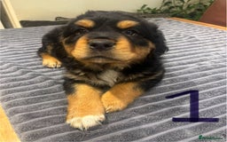 Central Asian Shepherd dogs for sale: Central Asian Shepard x Rottweiler  - Image 29