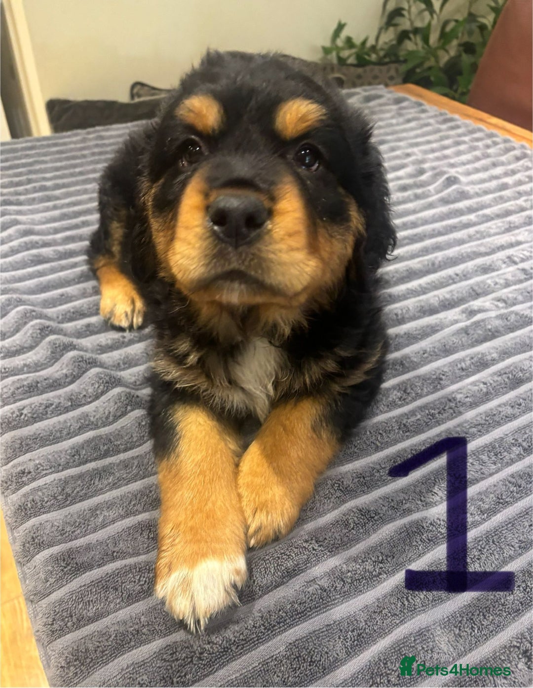 Central Asian Shepherd dogs for sale: Central Asian Shepard x Rottweiler  - Image 29