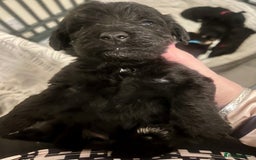 Mixed Breed dogs for sale: 🐾🐶Adorable and very cute Cavaschnauzer 🐶🐾 - Image 20