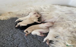 Miniature Schnauzer dogs for sale: Stunning KC Reg Miniature Schnauzers  - Image 3