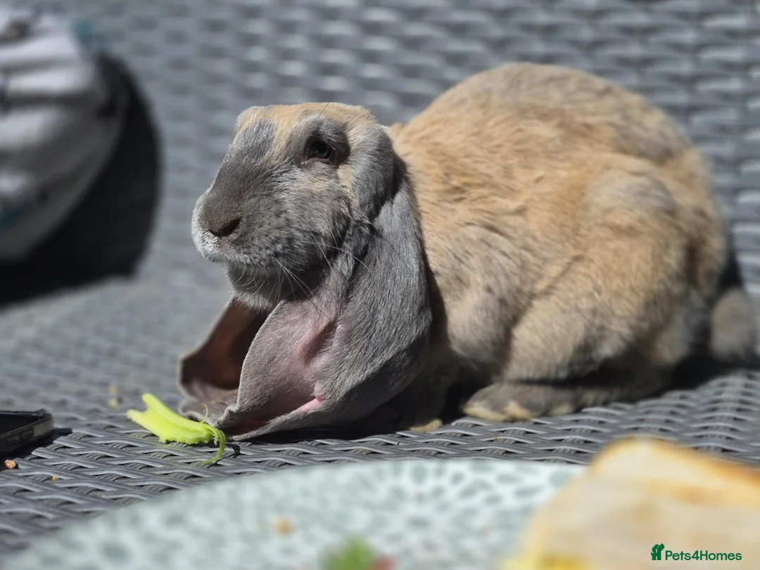 English Lop rabbits for sale: Two stunning female English lops - Advert 2