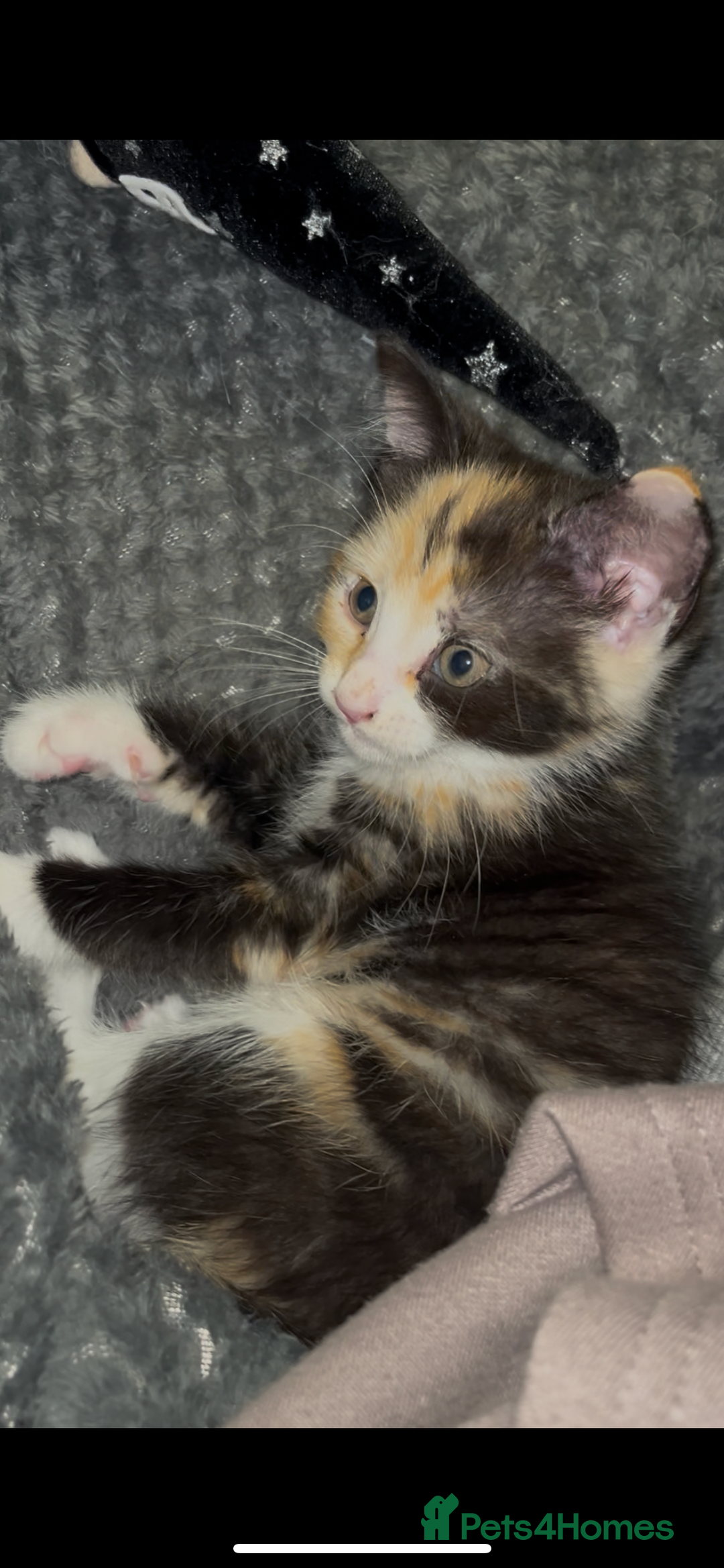 Domestic Shorthair cats for sale: Trixie  - Advert 5