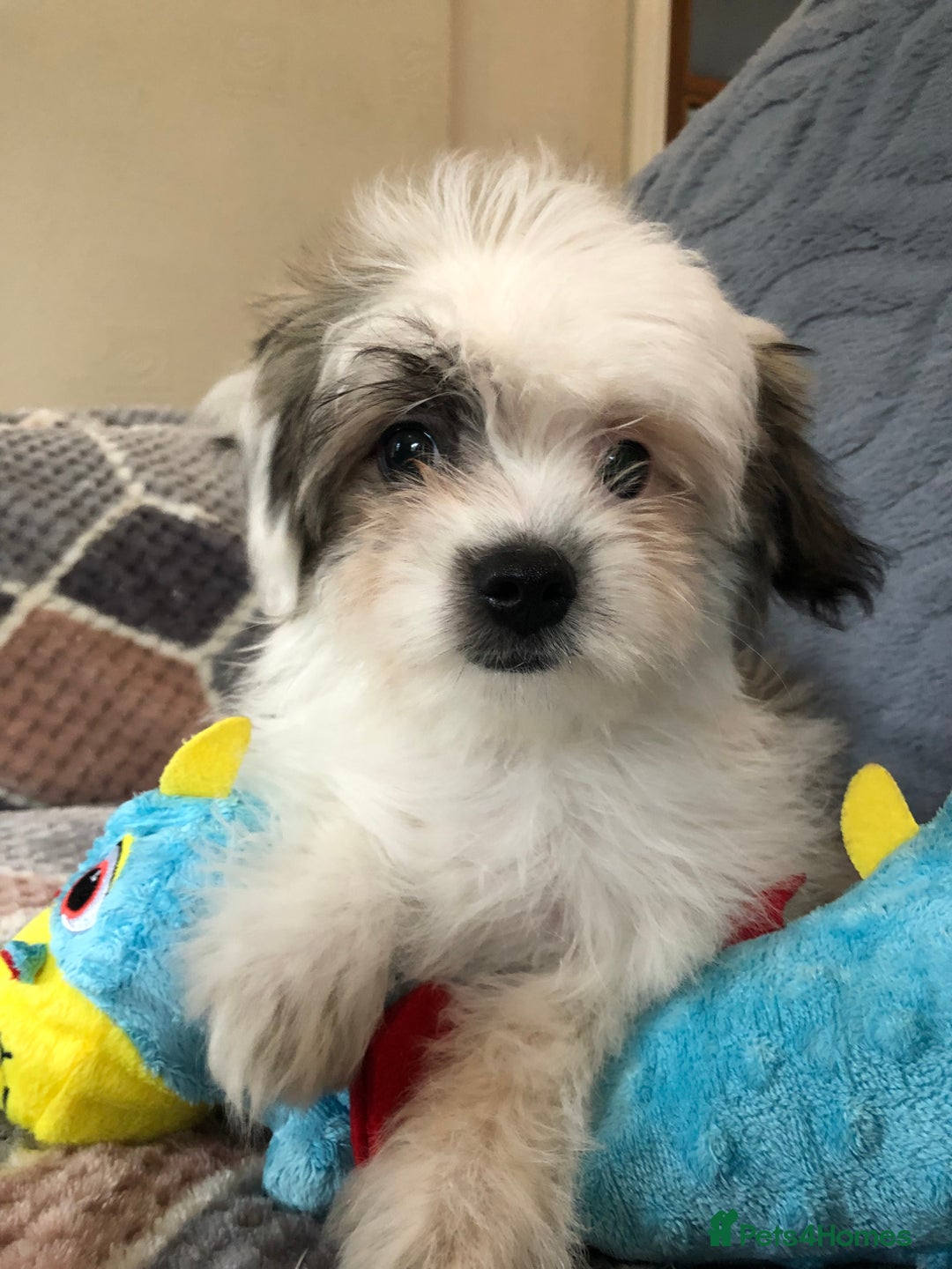 Mixed Breed dogs for sale: shihtzu x maltese  - Image 19