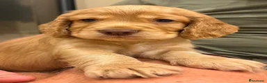 Cocker Spaniel 1