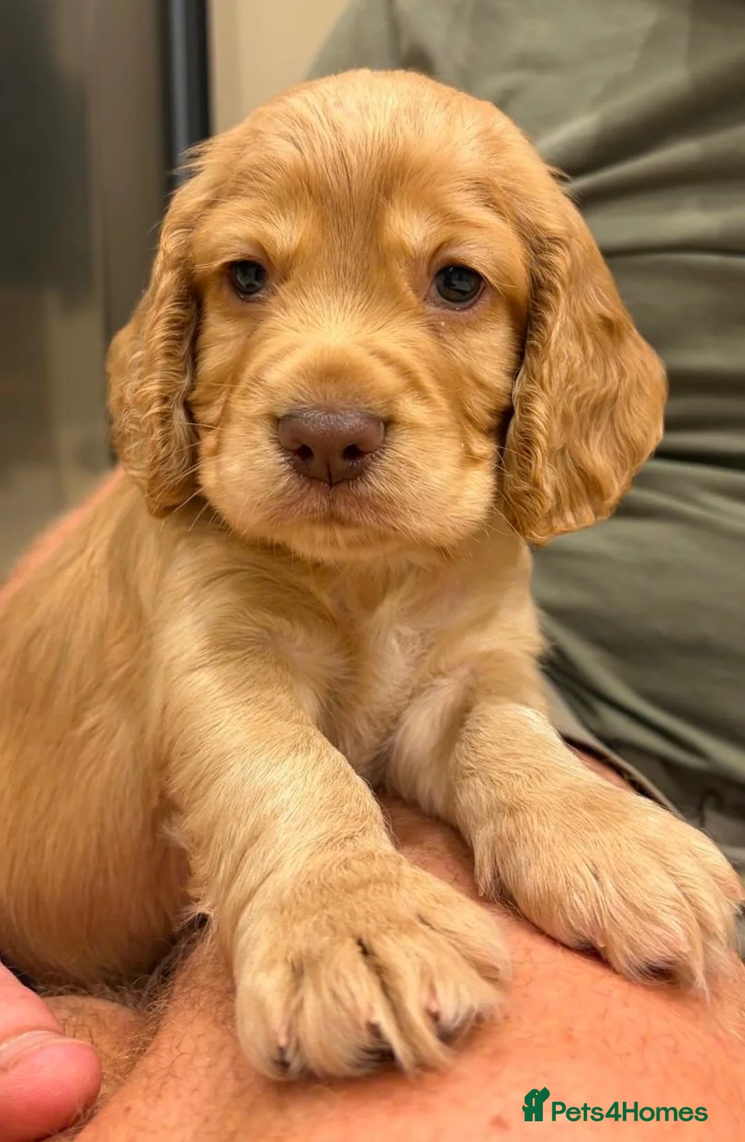 Cocker Spaniel dogs for sale: Excellent kc reg cocker spaniel pups.  - Advert 2