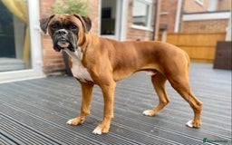 Boxer dogs for sale: 1 year old boxer dog for sale - Image 2