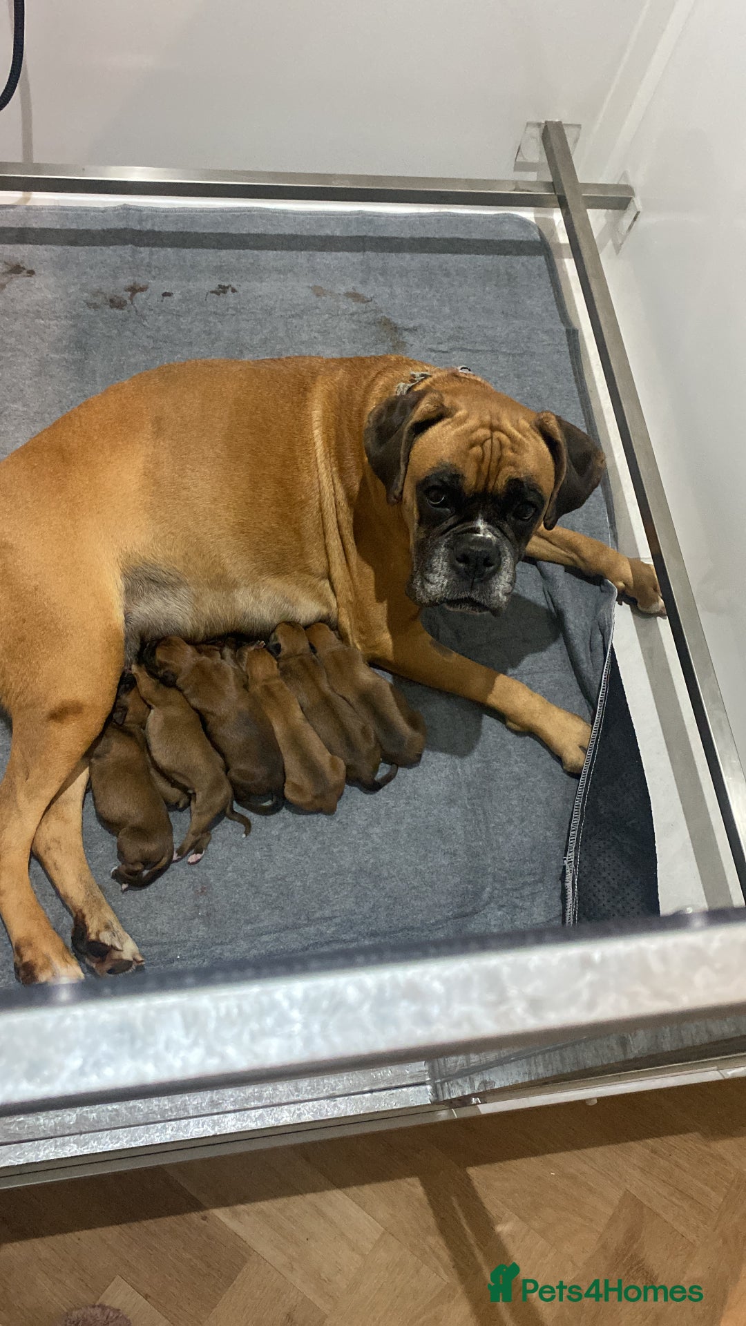 Boxer dogs for sale: 27 Champion bloodline red and black mask boxers - Image 16