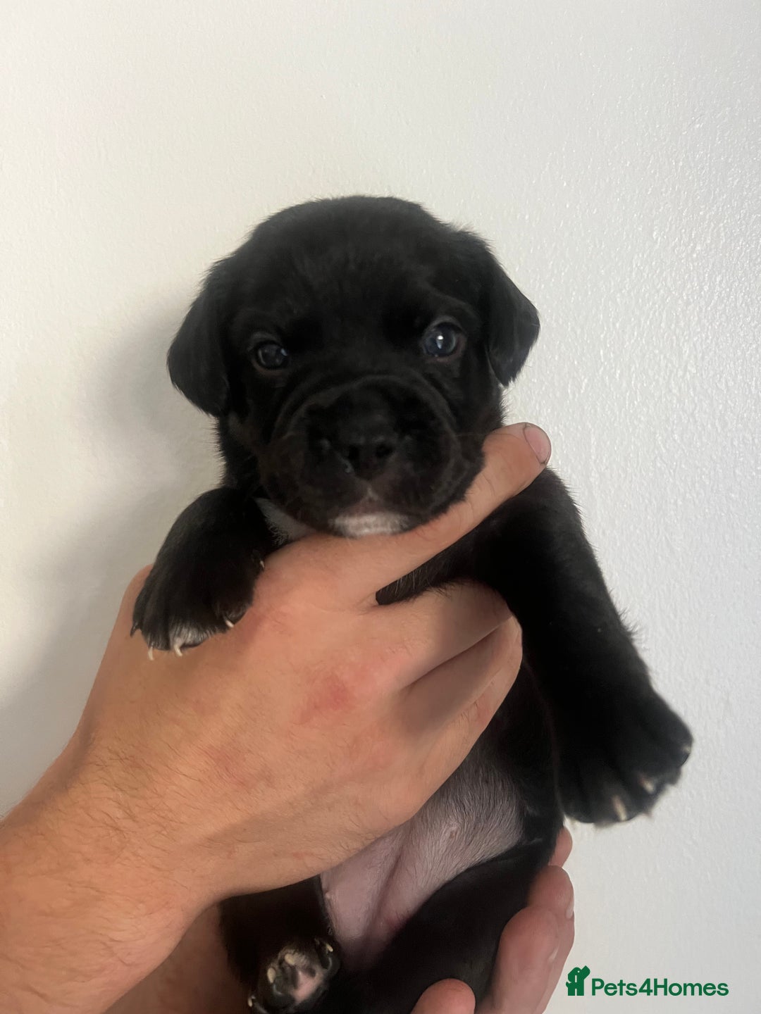Mixed Breed dogs for sale: 🏡 Staff x American Bulldog Puppies  - Image 12