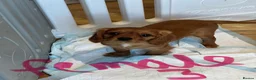 Cavalier King Charles Spaniel dogs for sale: KC REG HEALTH TESTED CAVALIER PUPPIES - Advert 4