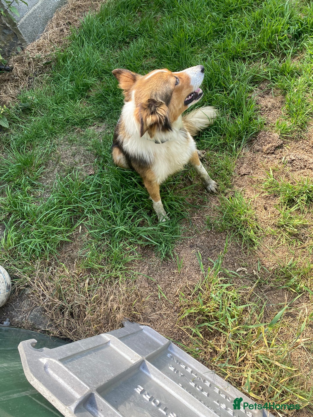 Mixed Breed dogs for sale: Beautiful Welsh Collie x Border Collie Puppies - Advert 27