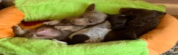 Miniature Dachshund dogs for sale: Just 2 long coat miniature dachshund puppies left - Advert 15