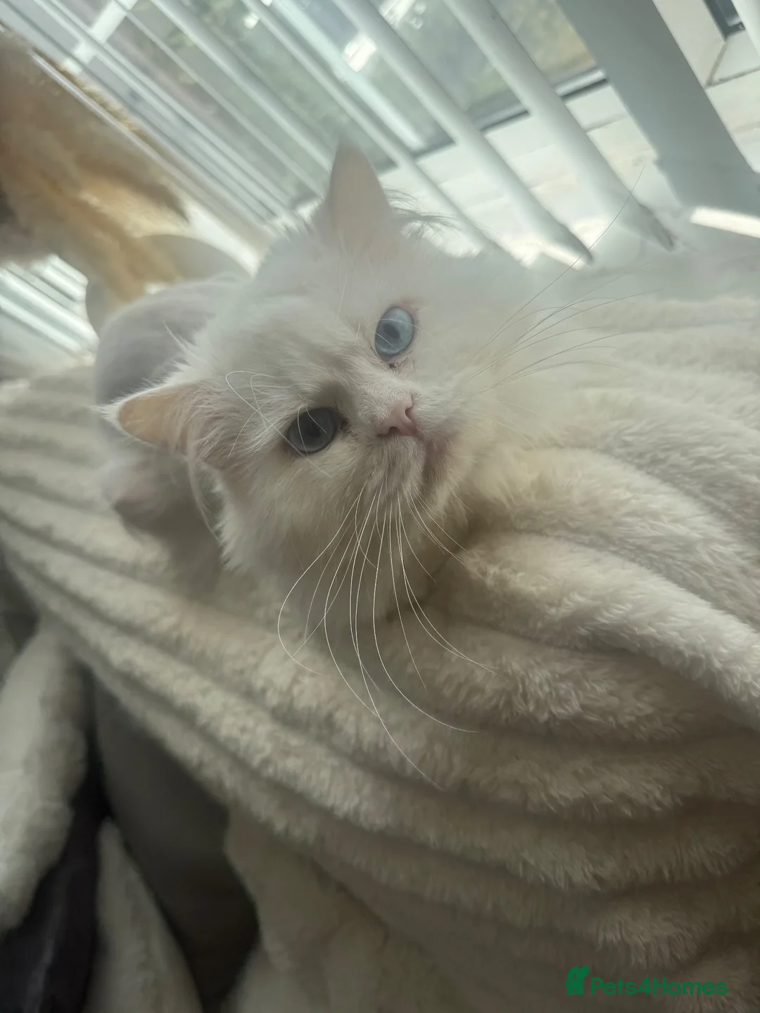 Persian cats for sale: Casper male stud for sale  - Advert 2