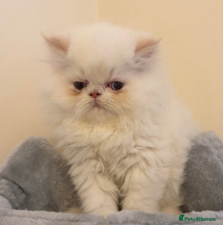 Persian cats Flame Pointed Persian Babies - Advert 6