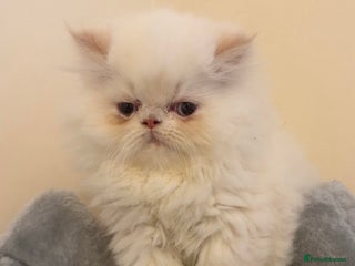 Persian cats Flame Pointed Persian Babies - Advert 5