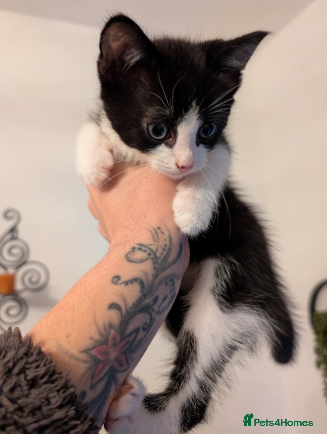 Domestic Shorthair cats for sale: Kittens for sale - Image 11