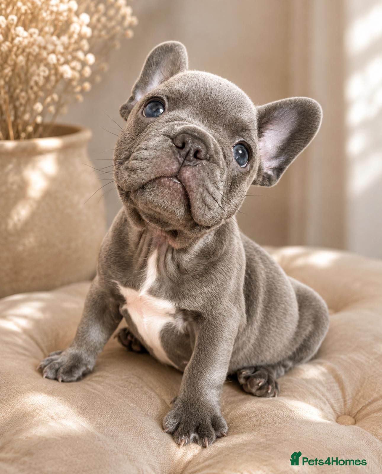 French Bulldog dogs 🐶BEAUTIFUL PUPPIES🐶 - Advert 1