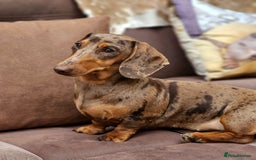 Miniature Dachshund dogs for sale: Miniature Dachshunds - due October, ready December in Durham - Image 1