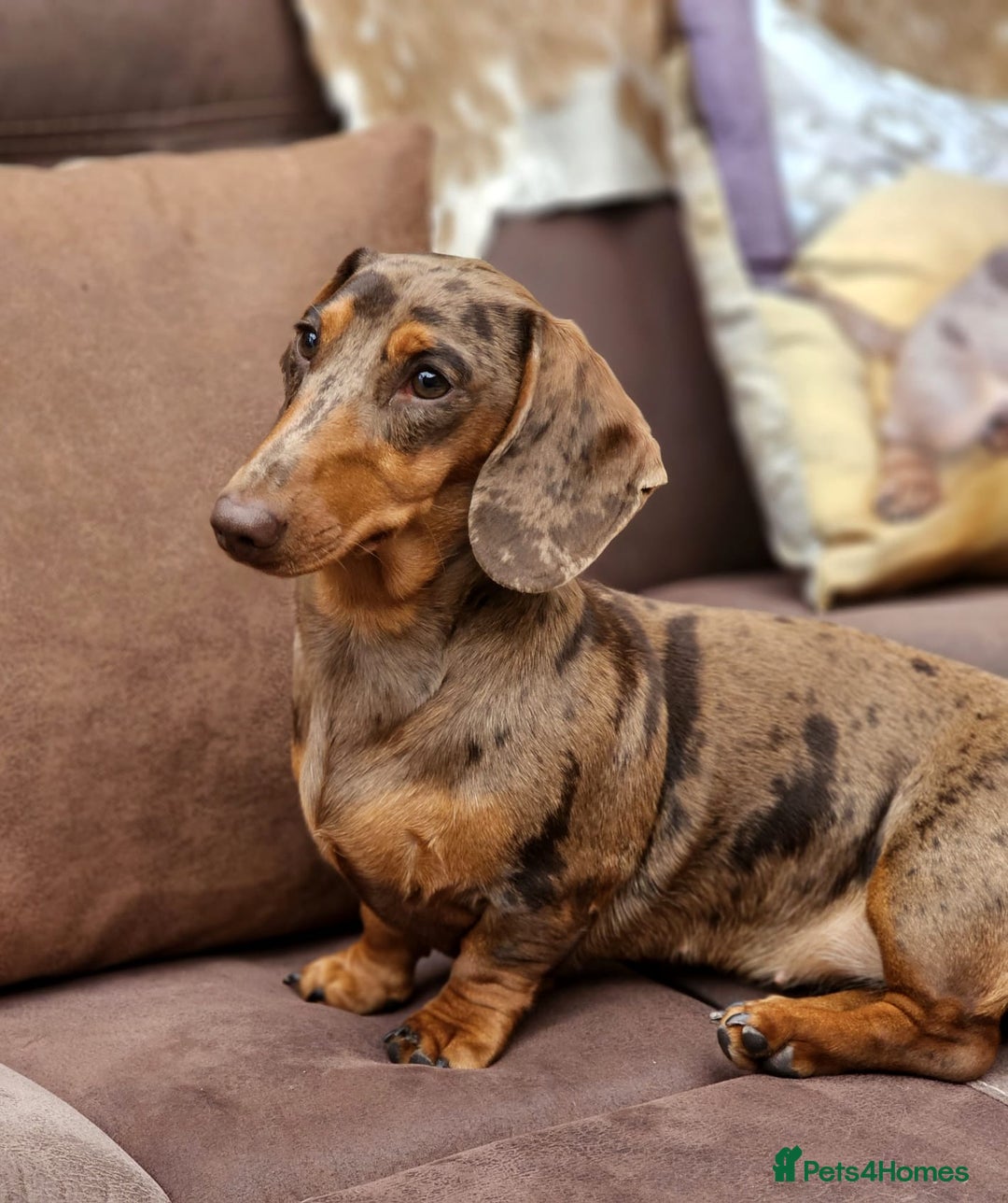 Miniature Dachshund dogs for sale: Miniature Dachshunds - due October, ready December in Durham - Image 1