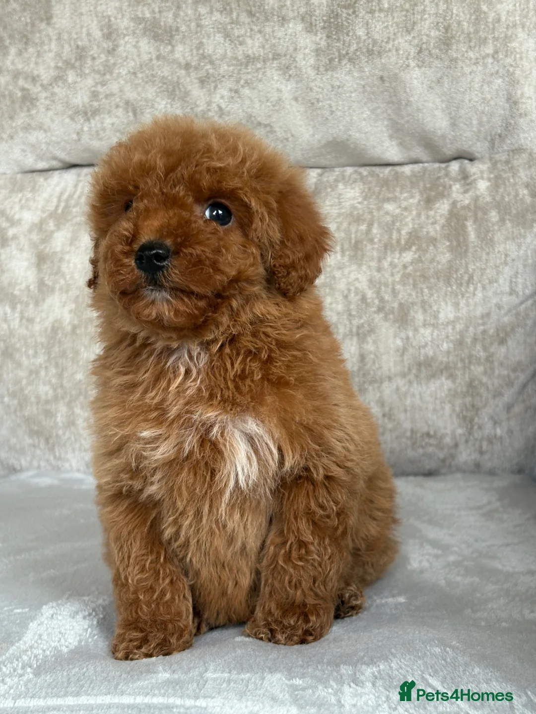 Miniature Poodle dogs for sale: Stunning miniature poodles - Advert 2