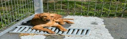 Mixed Breed dogs for adoption: Willow - setter mix puppy in Penryn - Advert 2