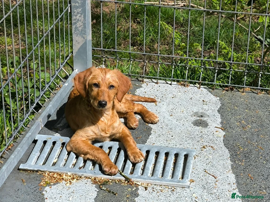 Mixed Breed dogs for adoption: Willow - setter mix puppy in Penryn - Advert 2