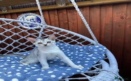 Abyssinian cats for sale: Pedigree Silver Abyssinian kittens left 1 female - Image 3