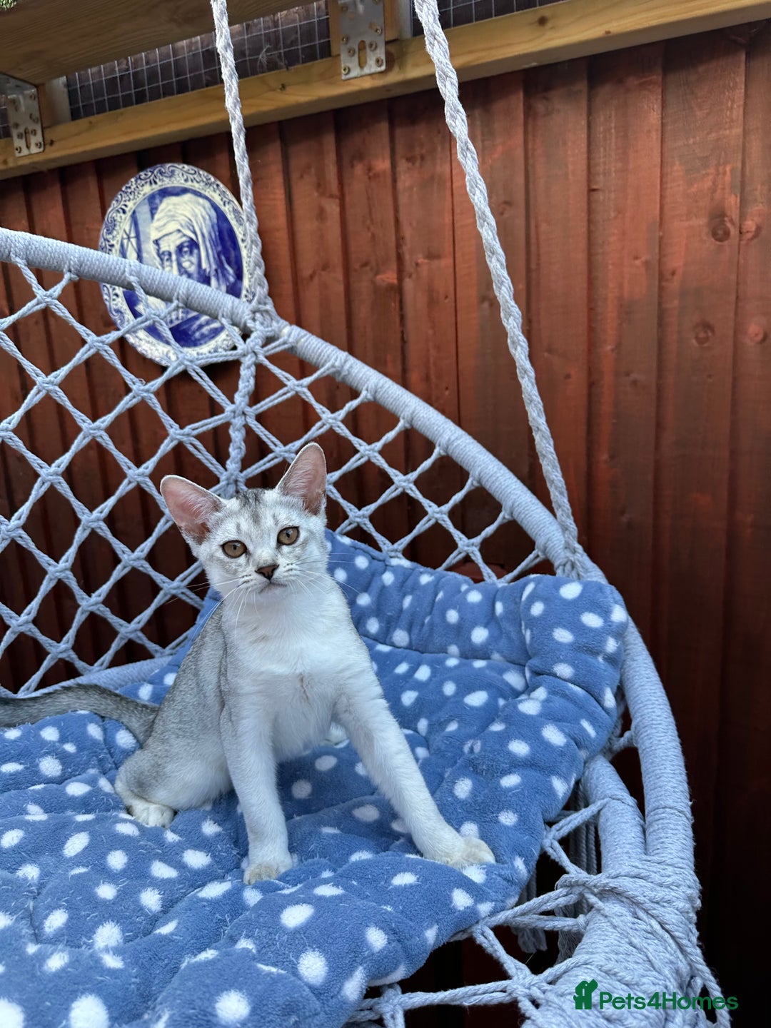Abyssinian cats for sale: Pedigree Silver Abyssinian kittens left 1 female - Image 3