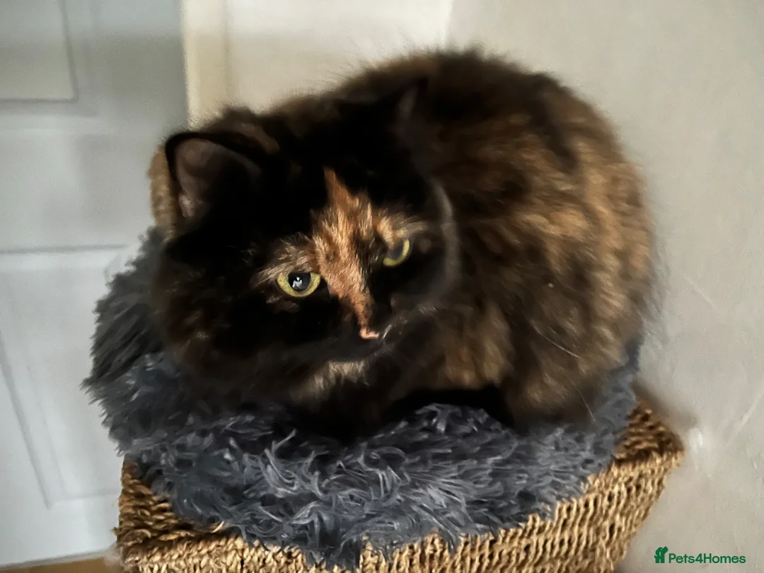 Mixed Breed cats for sale: Cats  **  in Cheadle - Advert 2