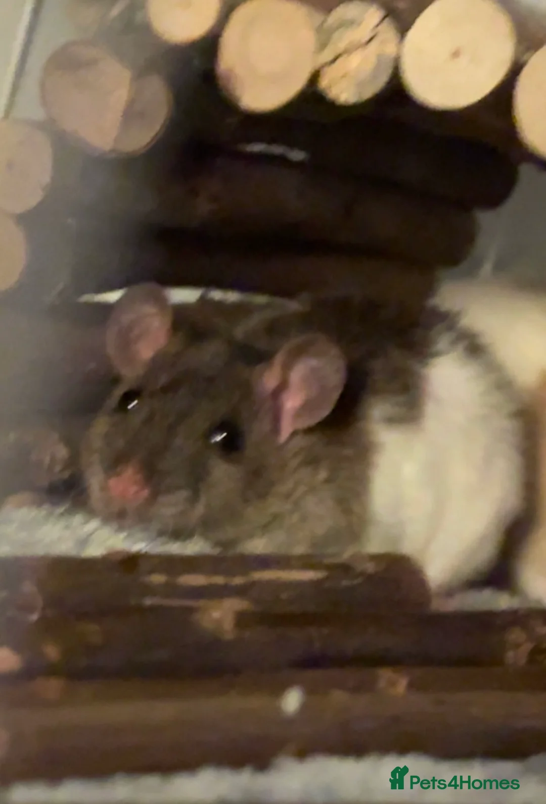 Rat rodents for sale: 2 x female rats  - Advert 1