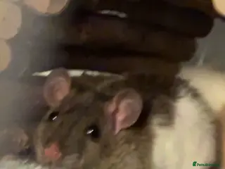 Rat rodents 2 x female rats - Advert 1