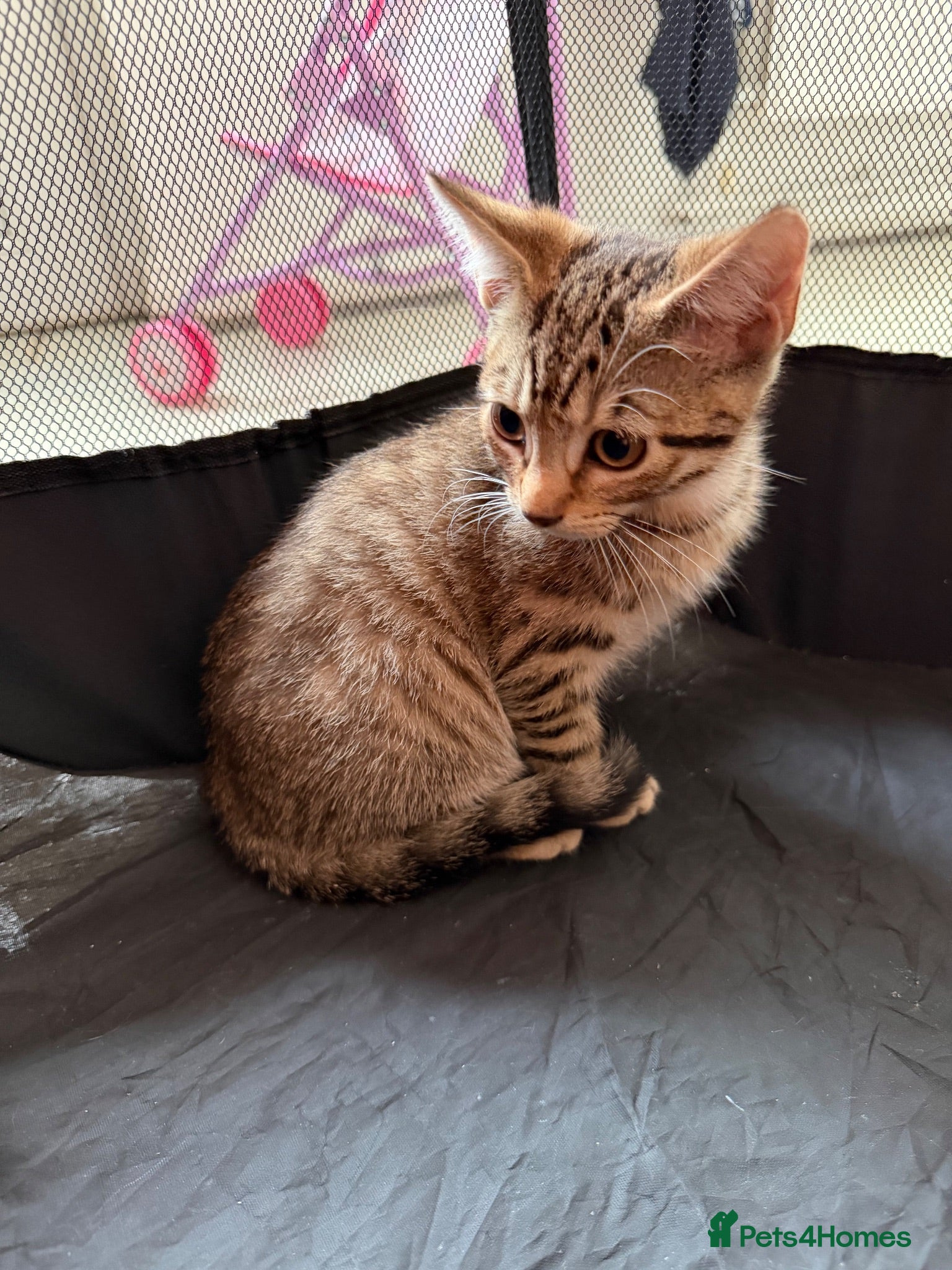 Mixed Breed cats Cheeky Whiskers Kitten Available  - Advert 1