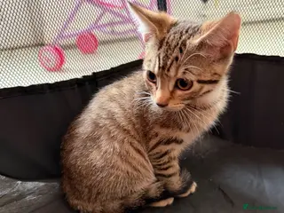 Mixed Breed cats Cheeky Whiskers Kitten Available - Advert 1