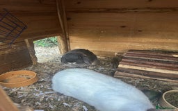 Netherland Dwarf rabbits for sale: Bonded pair of rabbits  - Image 3