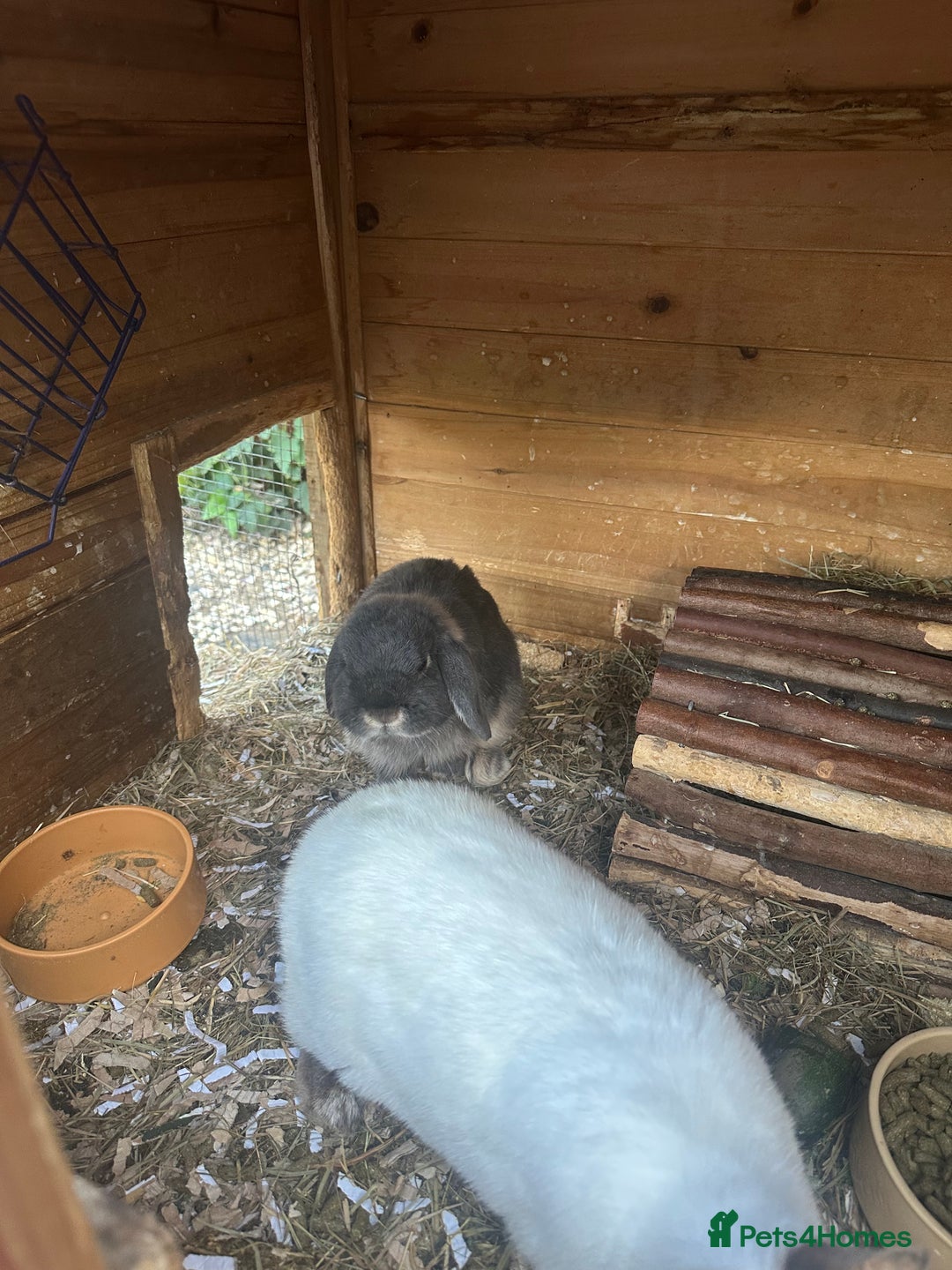 Netherland Dwarf rabbits for sale: Bonded pair of rabbits  - Image 3