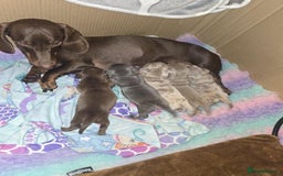 Miniature Dachshund dogs for sale: nicest raised Miniature dapple dachshund pups. - Image 9
