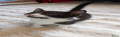 Mixed Breed Kitten 2