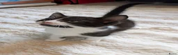 Mixed Breed cats for sale: Half tortoiseshell kittens in Nottingham - Advert 2