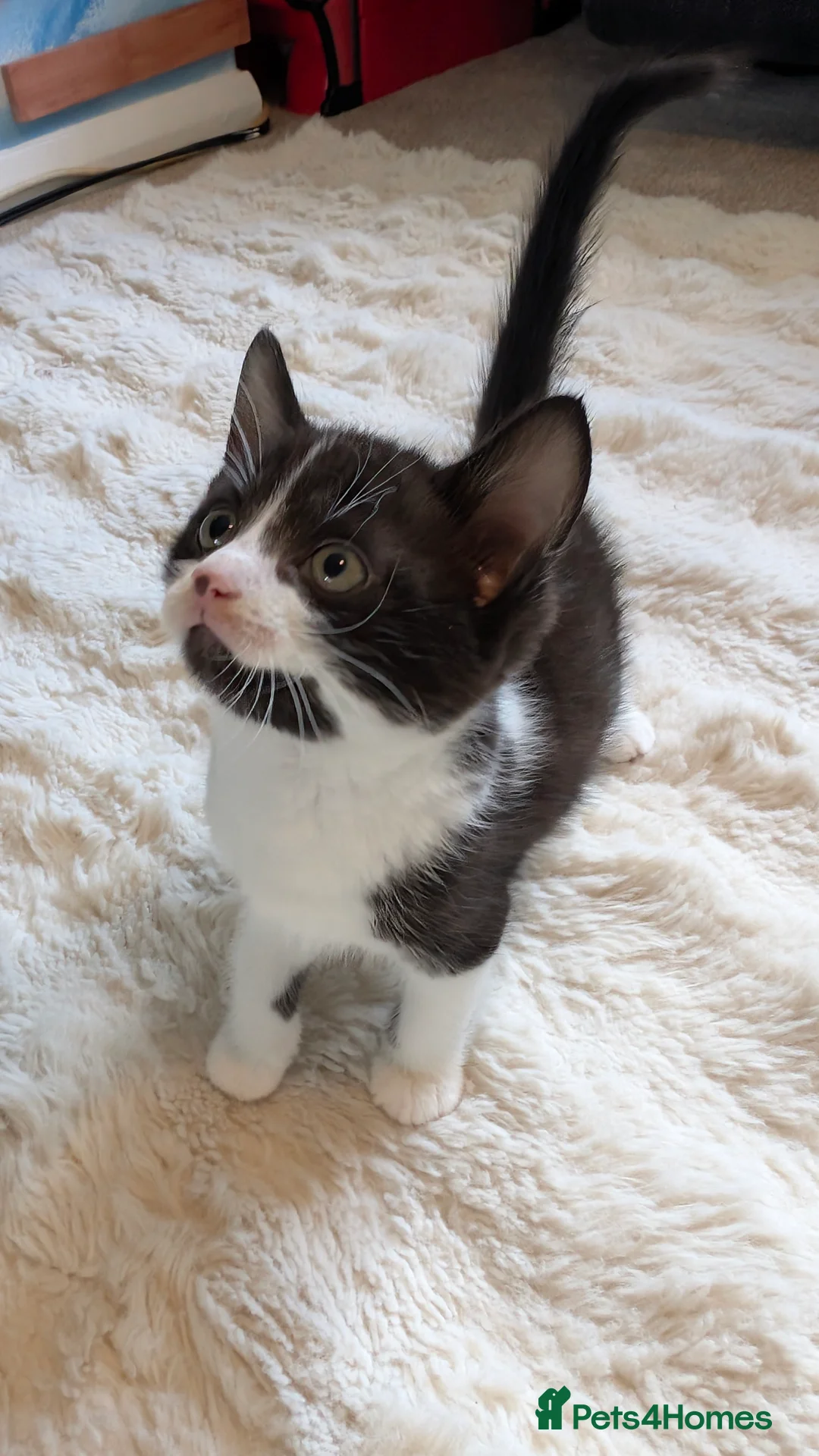 Mixed Breed cats for sale: Half tortoiseshell kittens in Nottingham - Advert 2